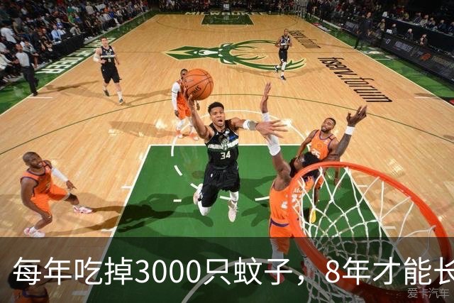 每年吃掉3000只蚊子，8年才能长大，却被人类作为美食大量捕捉